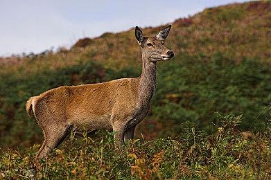 Steam今日特惠：《王国：两位君主》4折新史低